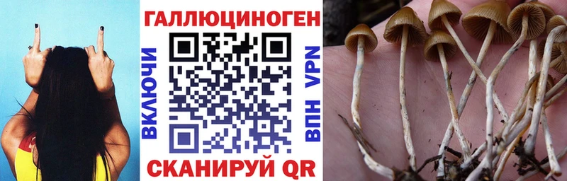 Галлюциногенные грибы GOLDEN TEACHER  Мценск 